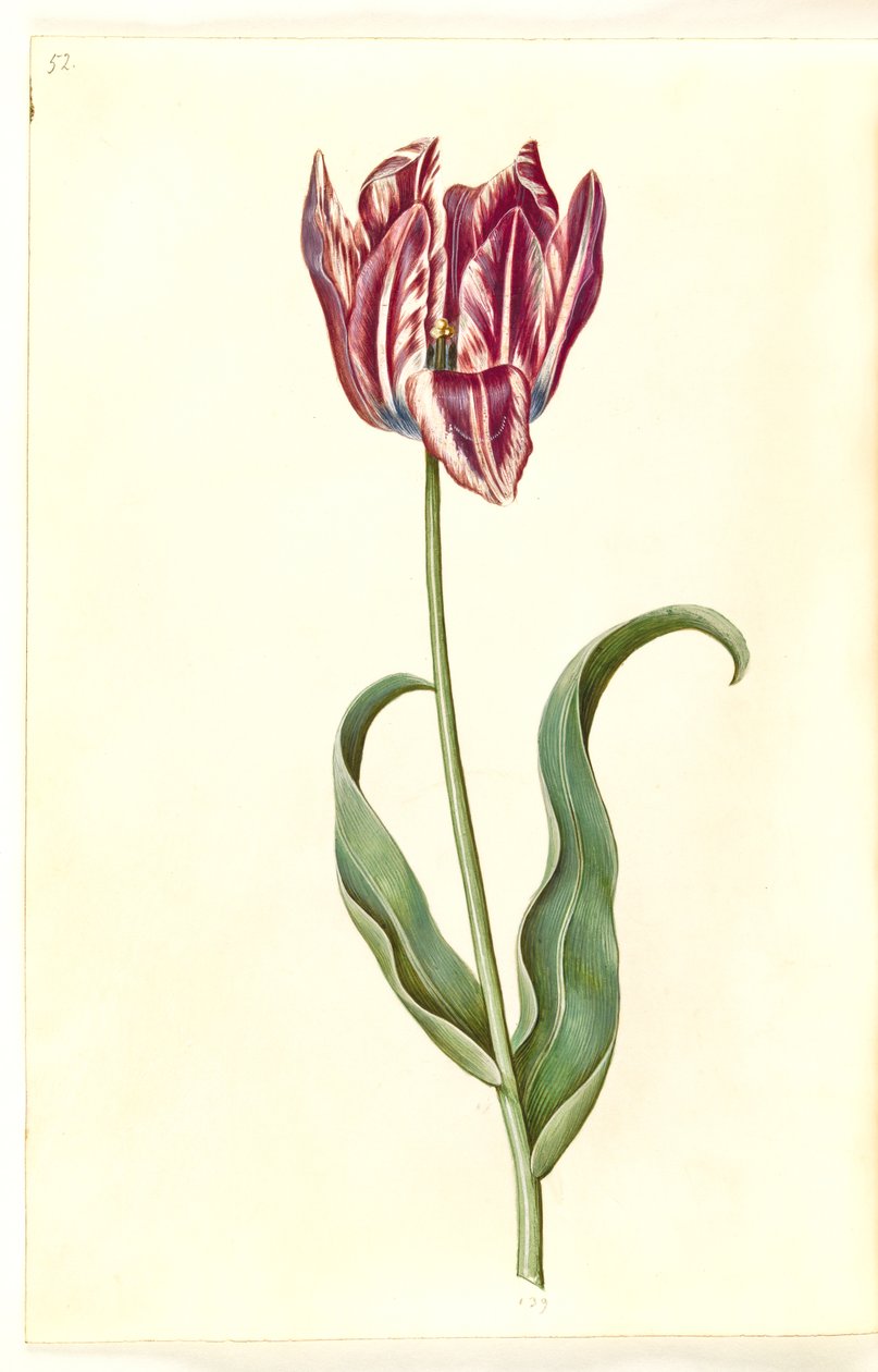 Tulipa gesneriana (har tulipan) av Hans Simon Holtzbecker