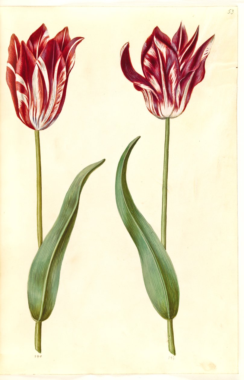 Tulipa gesneriana (har tulipan) av Hans Simon Holtzbecker