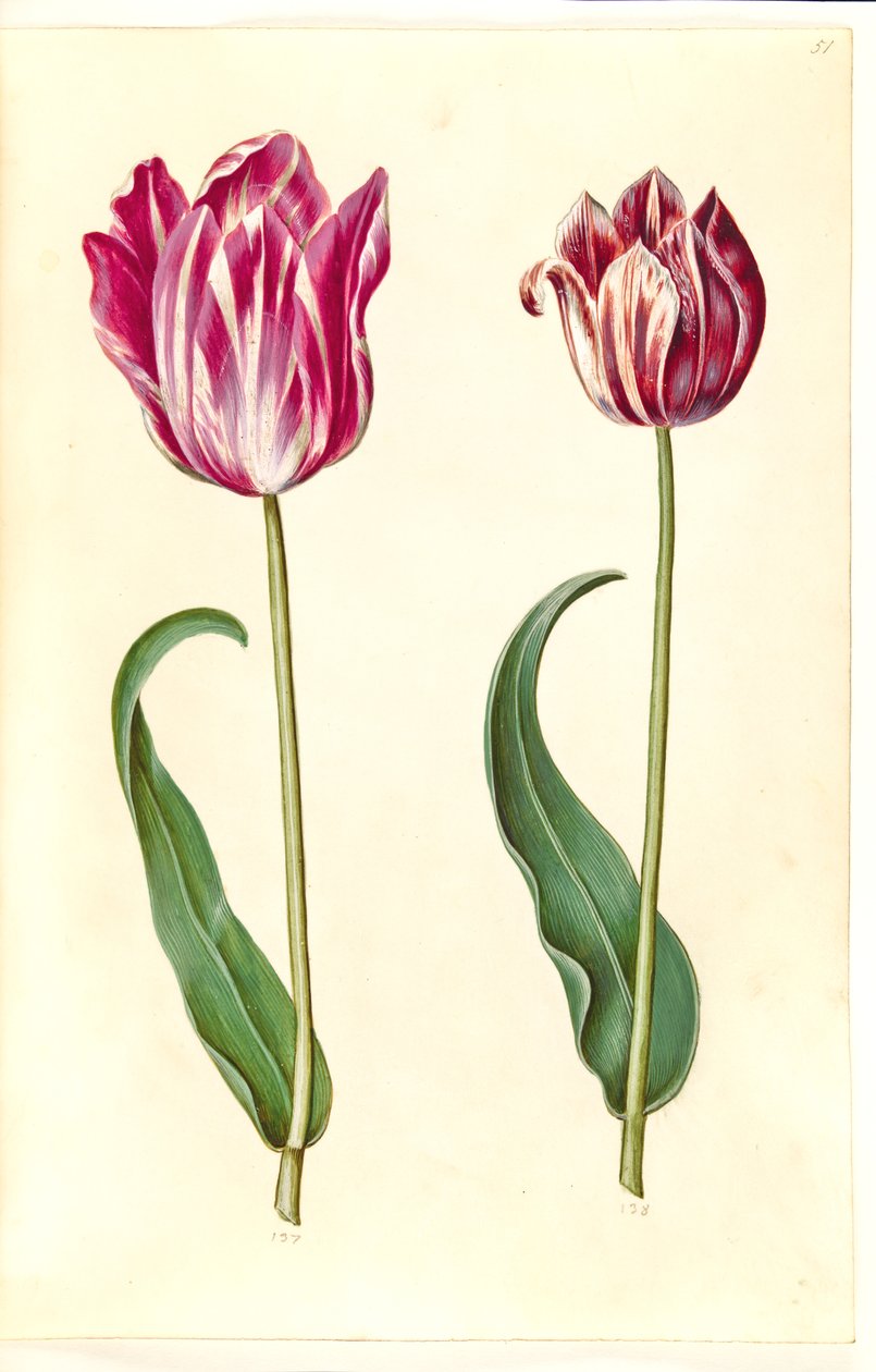 Tulipa gesneriana (har tulipan) av Hans Simon Holtzbecker