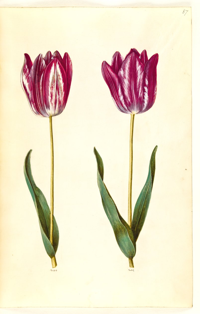 Tulipa gesneriana (har tulipan) av Hans Simon Holtzbecker