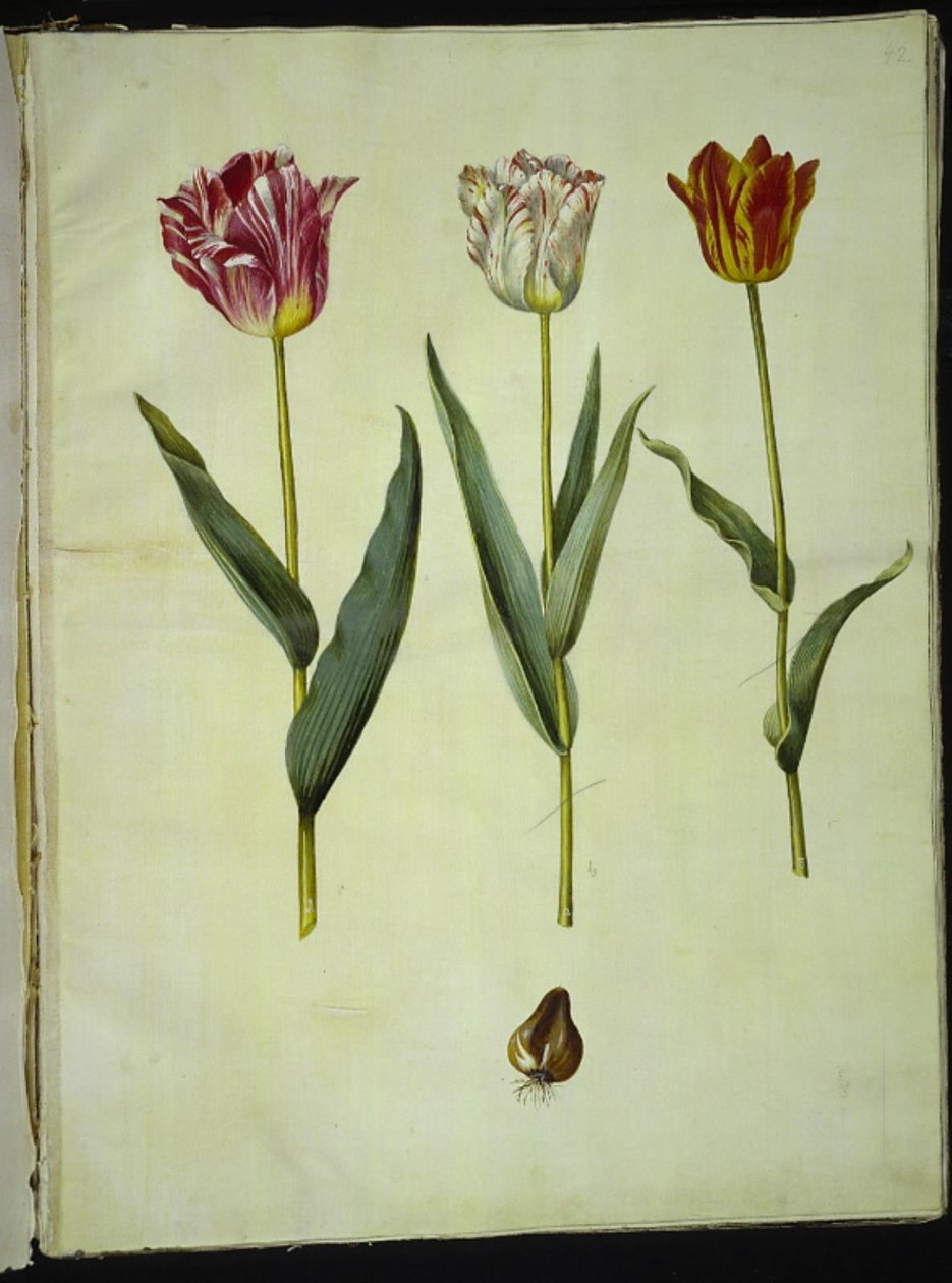 Tulipa gesneriana (har tulipan) av Hans Simon Holtzbecker