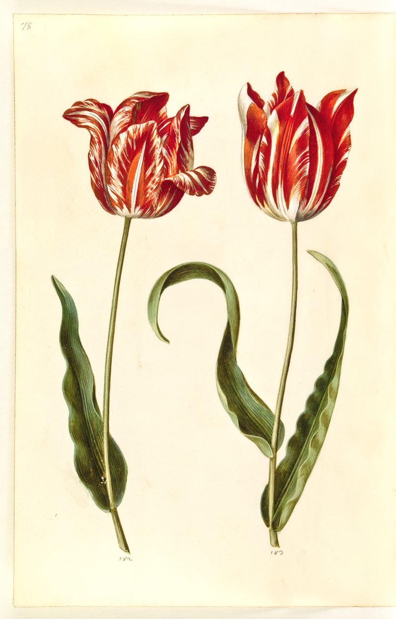 Tulipa gesneriana (har tulipan) av Hans Simon Holtzbecker