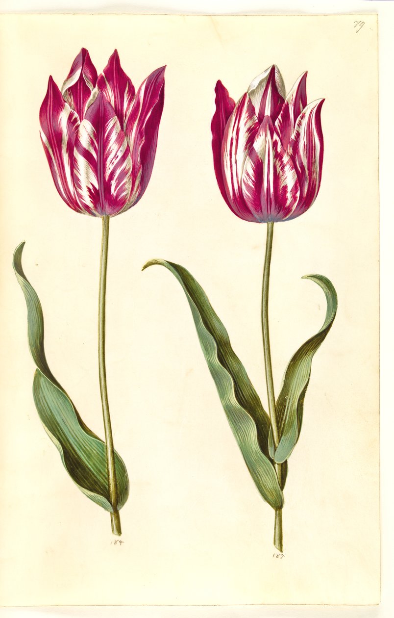 Tulipa gesneriana (har tulipan) av Hans Simon Holtzbecker