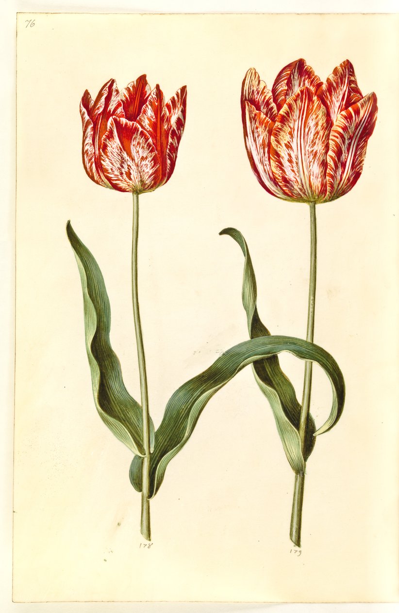 Tulipa gesneriana (har tulipan) av Hans Simon Holtzbecker