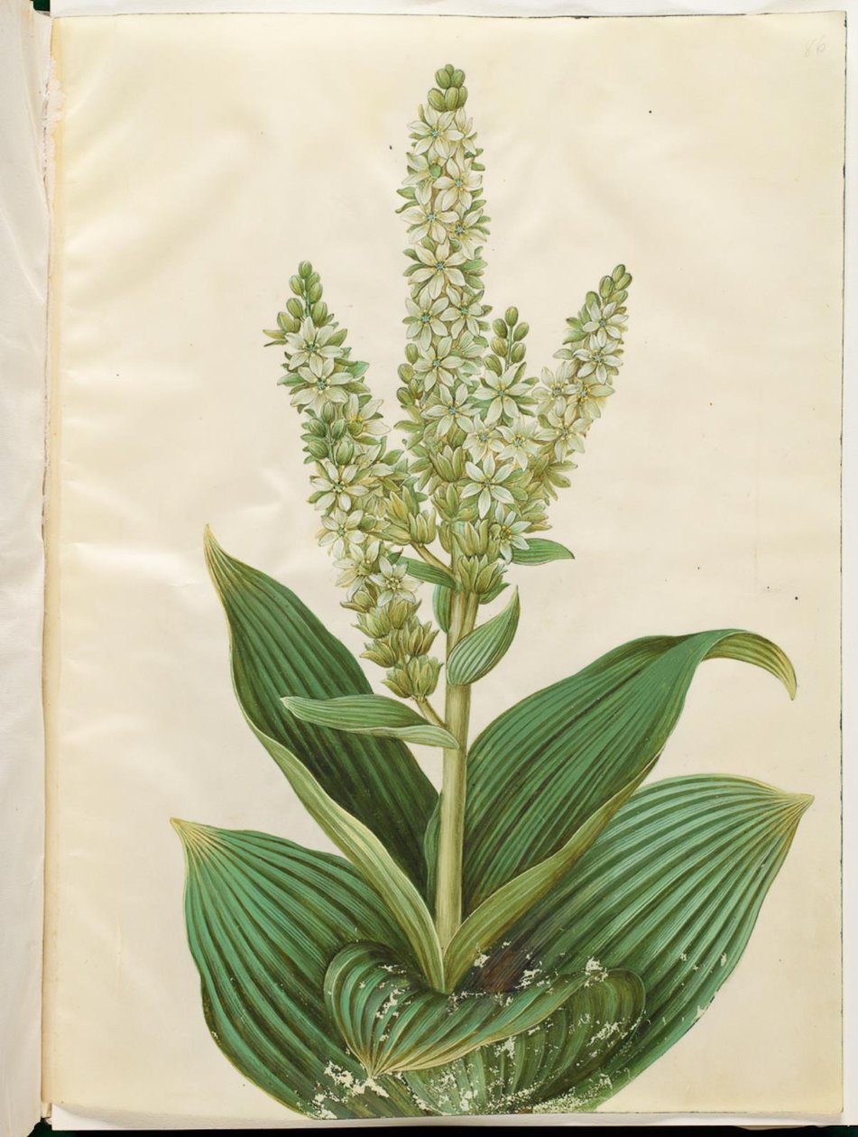Veratrum album (hvitt sammenleggbart blad) av Hans Simon Holtzbecker