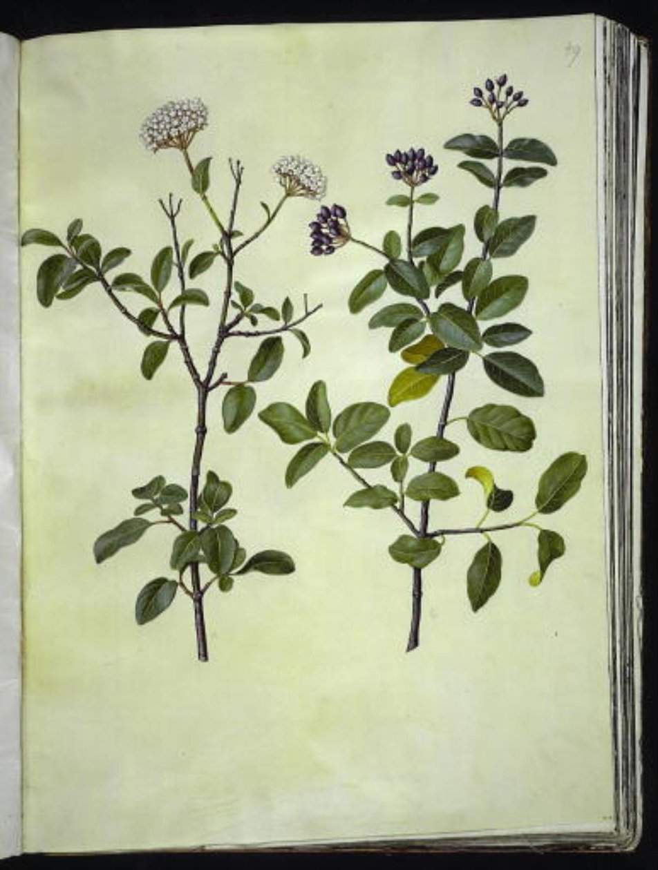 Viburnum tinus (vinter snøball) av Hans Simon Holtzbecker