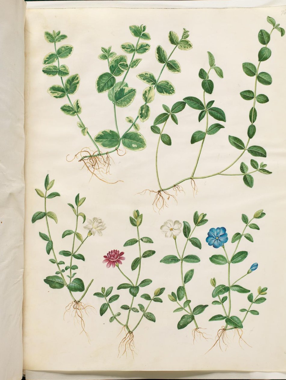 Vinca minor (liten eviggrønn) av Hans Simon Holtzbecker