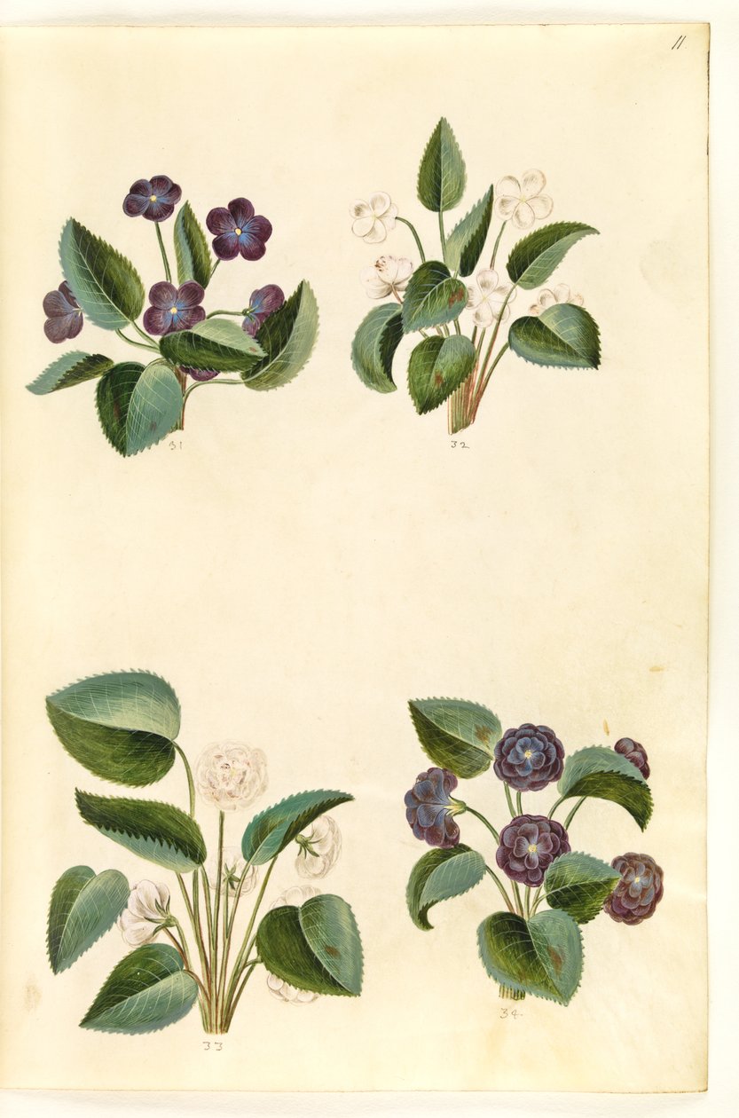 Viola odorata (marts-viol) av Hans Simon Holtzbecker