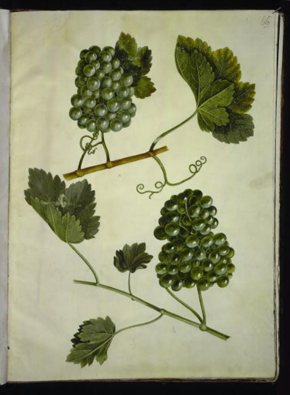 Vitis vinifera (vanlig vin) av Hans Simon Holtzbecker