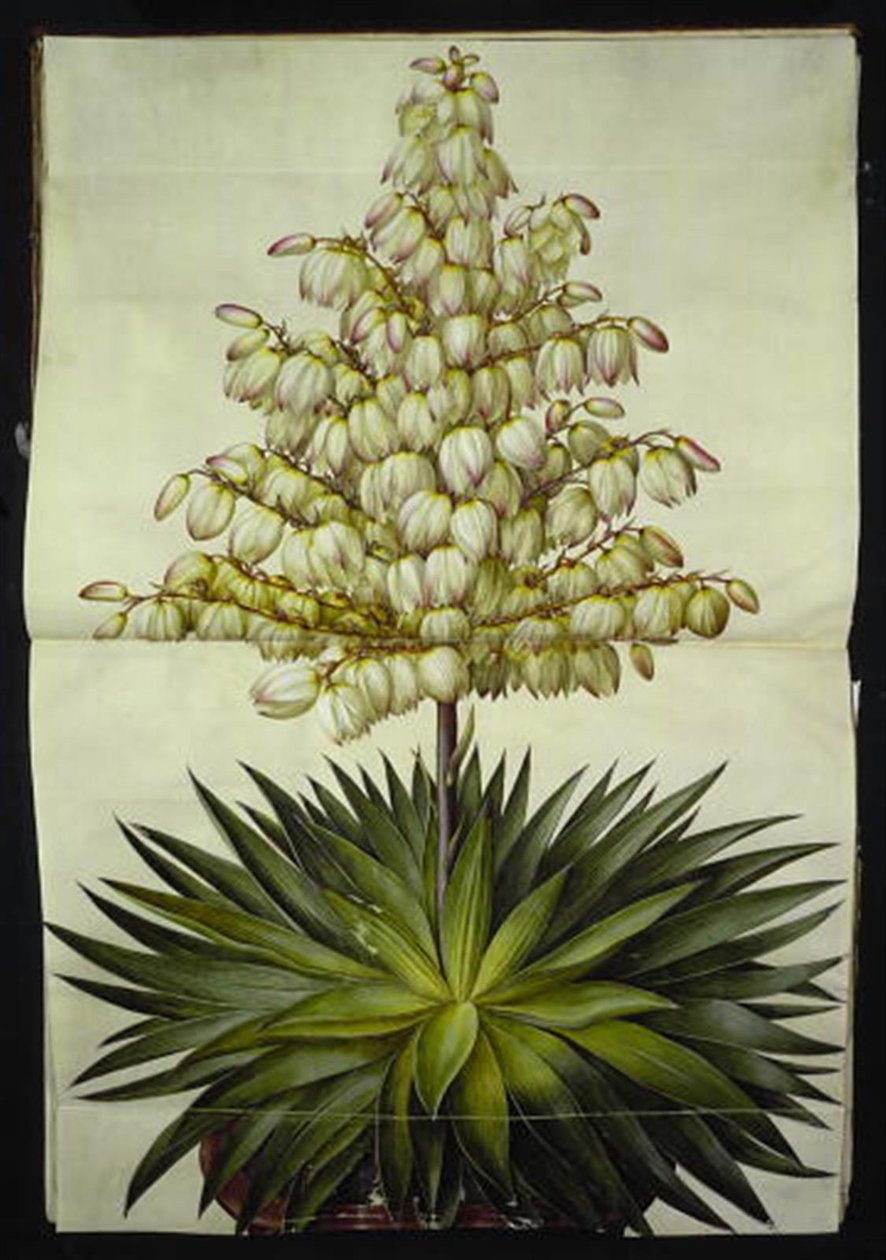 Yucca gloriosa (praktpalmelilje) av Hans Simon Holtzbecker