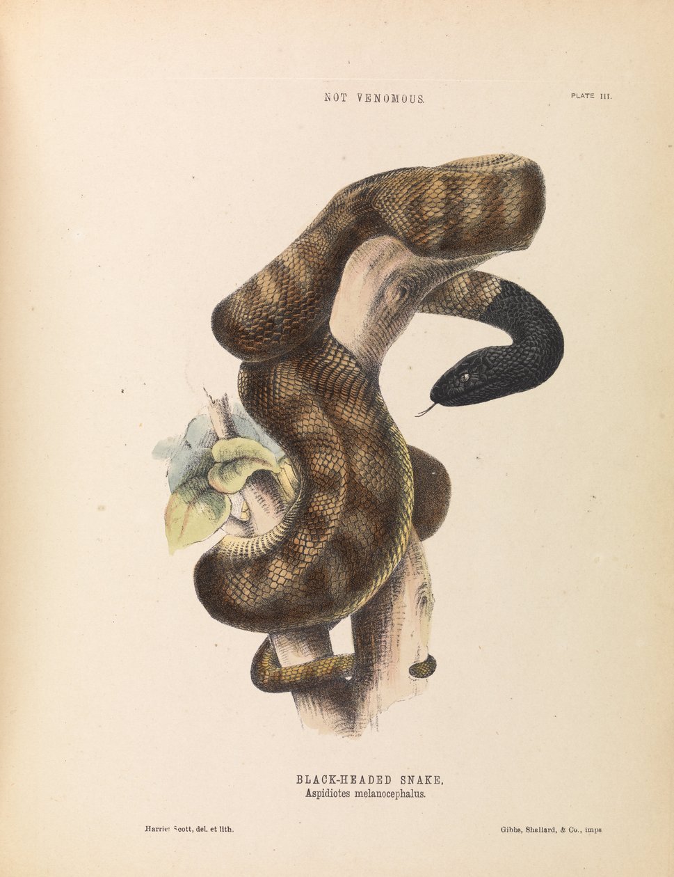 Svarthodet slange, Aspidiotes melanocephalus av Harriet Scott