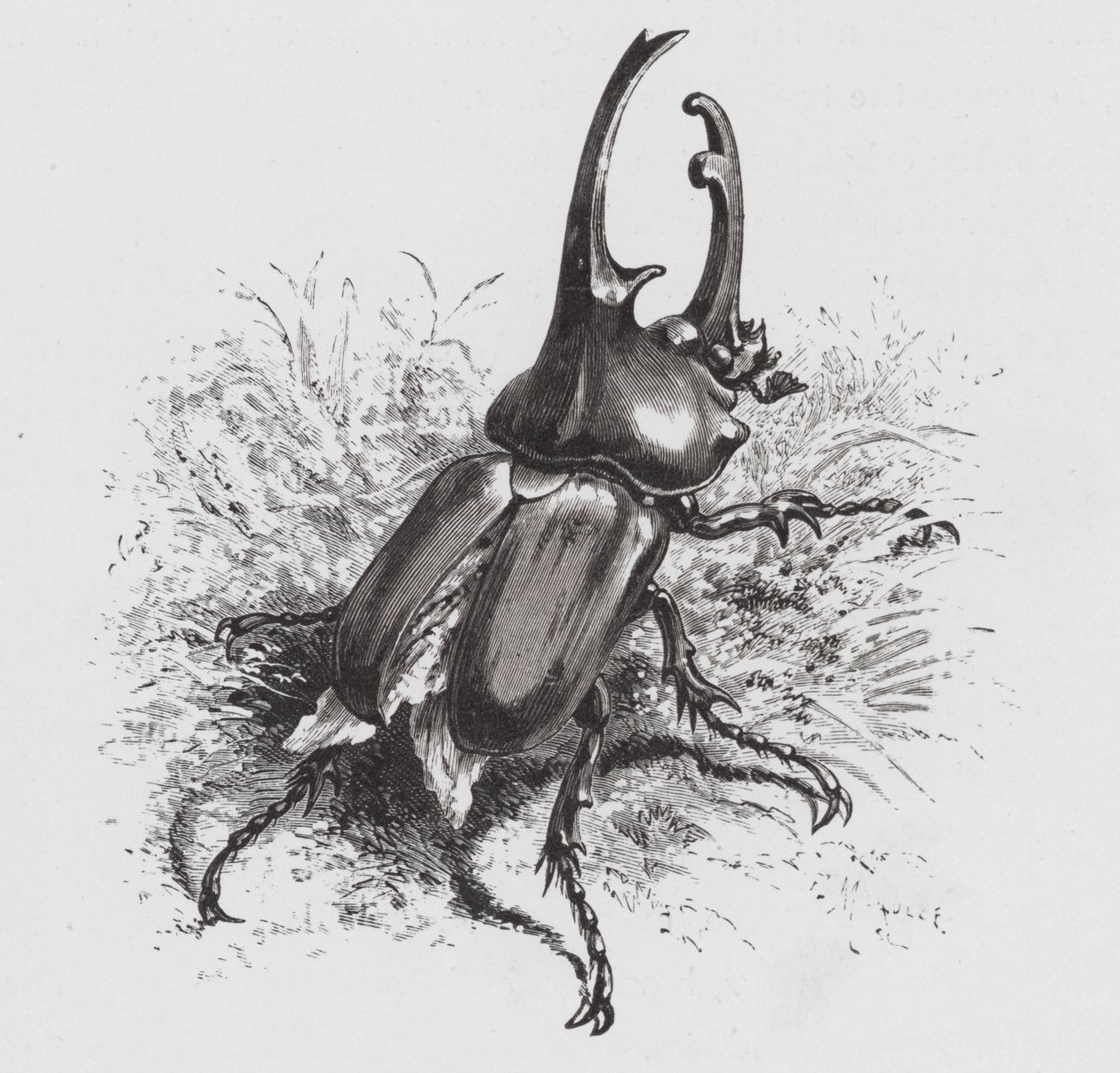 Insektet: Beetle (gravering) av Hector Giacomelli