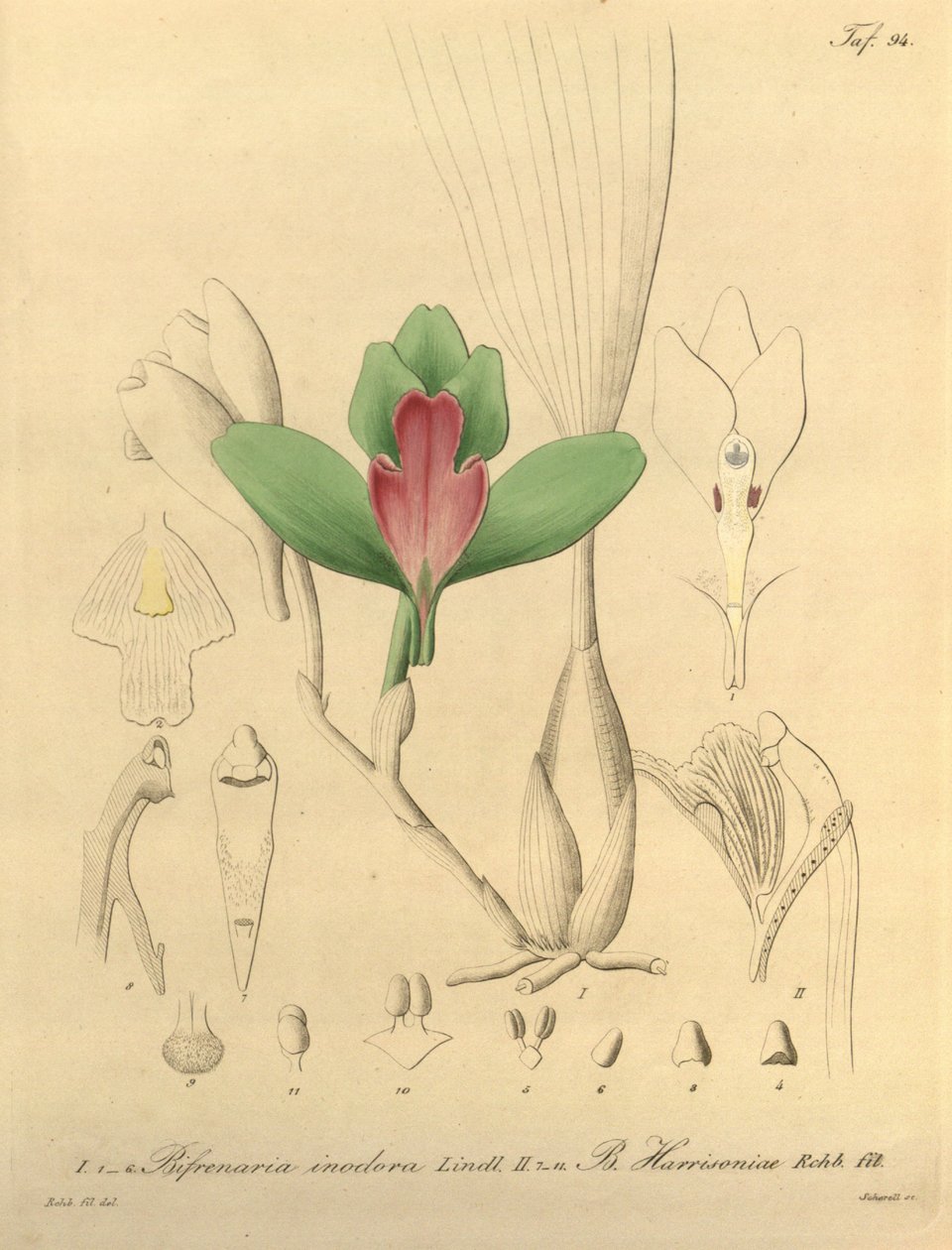 Bifrenaria luktfri + harrisonia av Heinrich Gustav Reichenbach