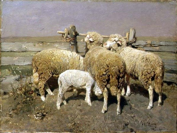 Sau i en penn av Heinrich Johann von Zugel