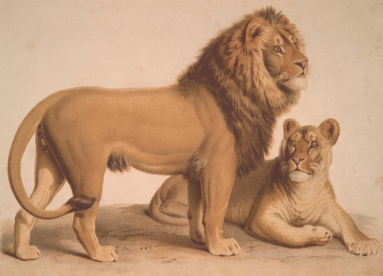Løven / Felis Leo av Heinrich Leutemann