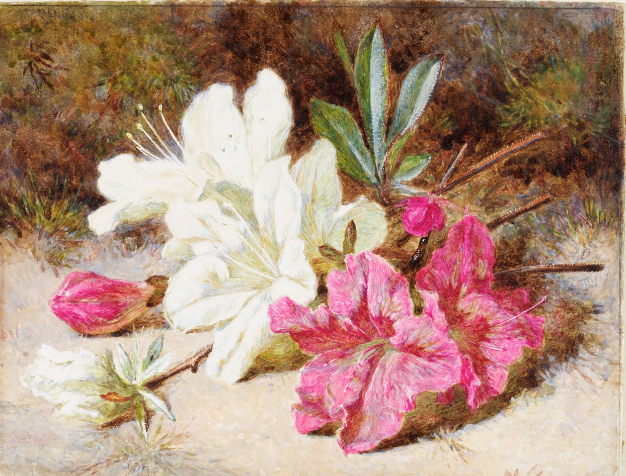 Azalea Bloom, ca. 1865-74 av Helen Cordelia Coleman Angell