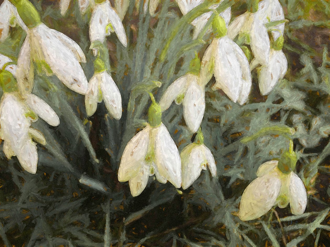 Snøklokker, 2019, av Helen White