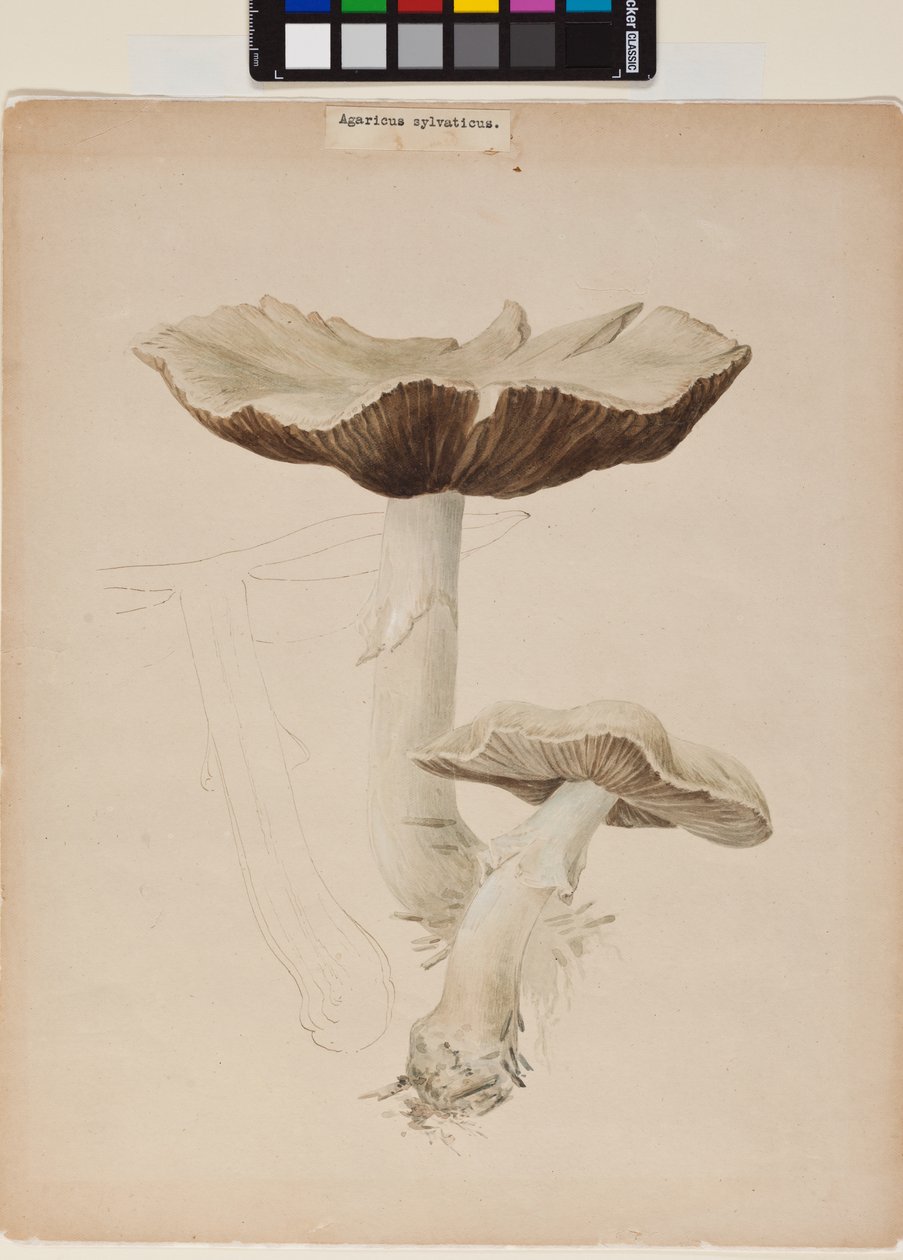 Agaricus Augustus av Helen Beatrix Potter