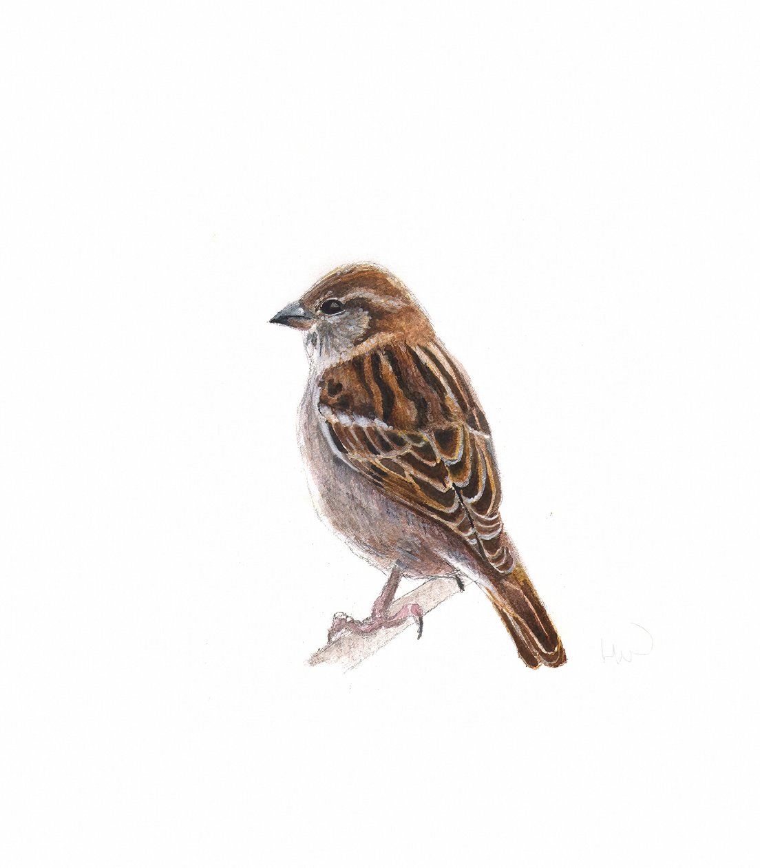 Kvinne Sparrow I, 2022 av Helen White
