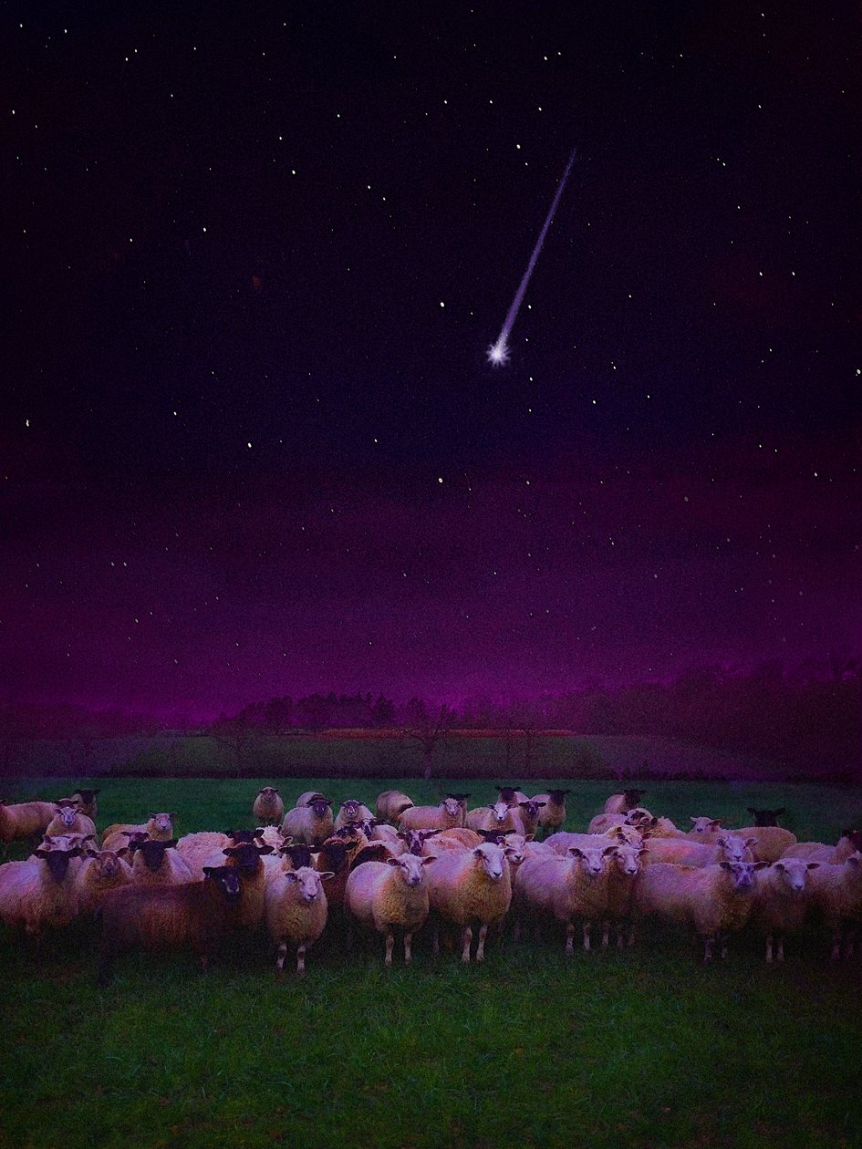 Flock by Night, 2019 av Helen White