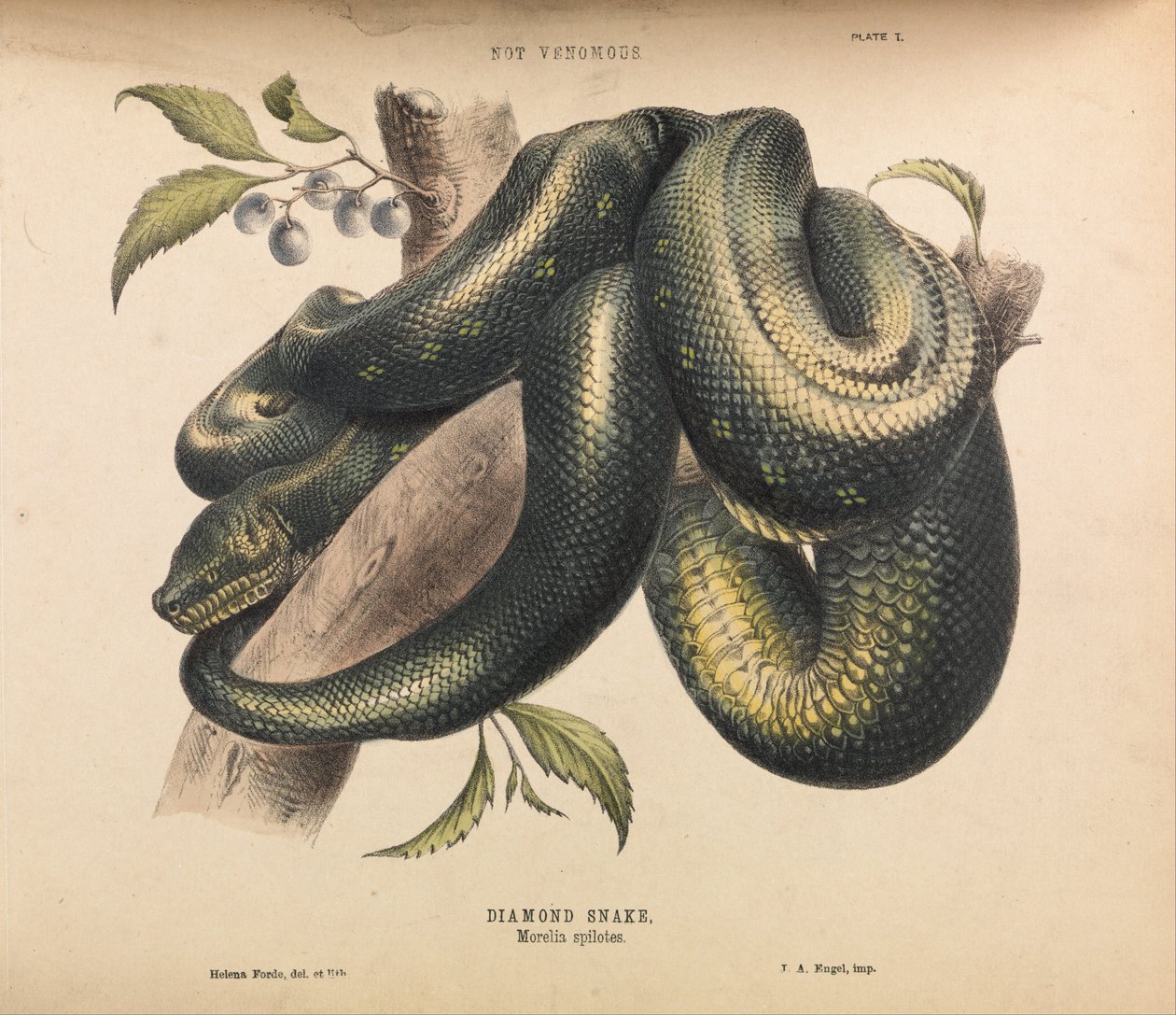 Diamond Snake, Morelia spilotes av Helena Forde