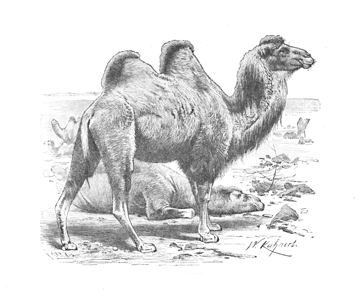 Bactrian Camel, c1900 av Helena J. Maguire