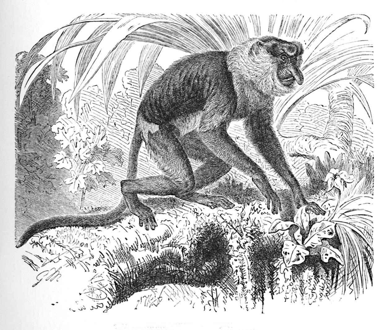 Proboscis Monkey, c1900 av Helena J. Maguire