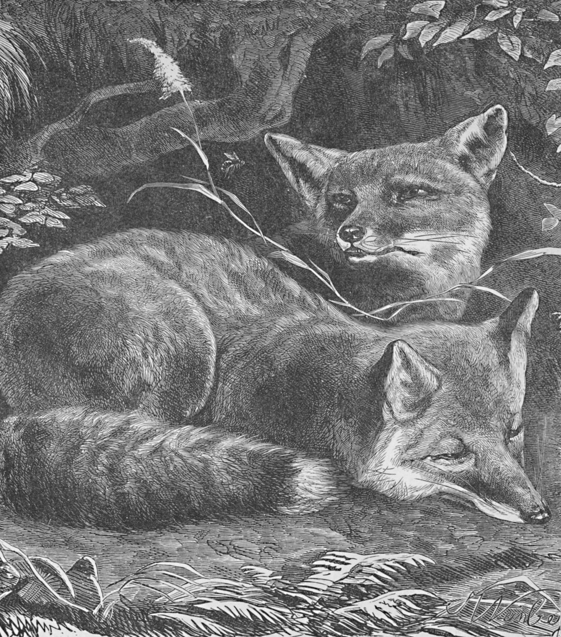 The Fox at Home, c1900 av Helena J. Maguire
