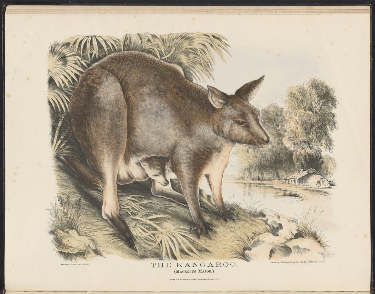 Pattedyr i Australia (Krefft) Nla.obj-33627803-12 Kenguruen av Helena Scott