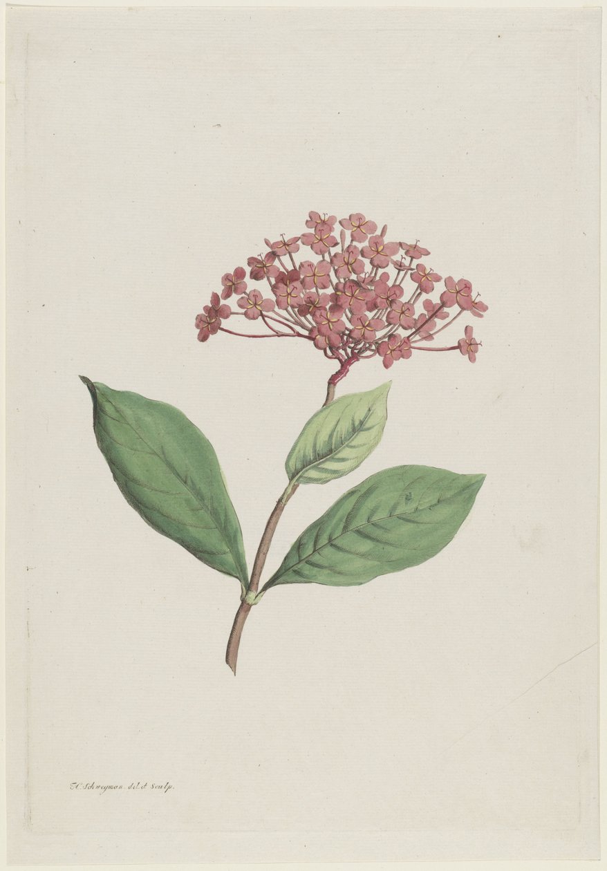 Påfuglkirsebær (Ixora coccinea) av Hendrik Schwegman