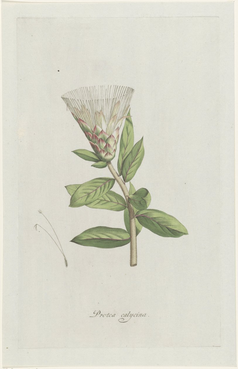Protea Protea calycina (tittel på objekt) av Hendrik Schwegman