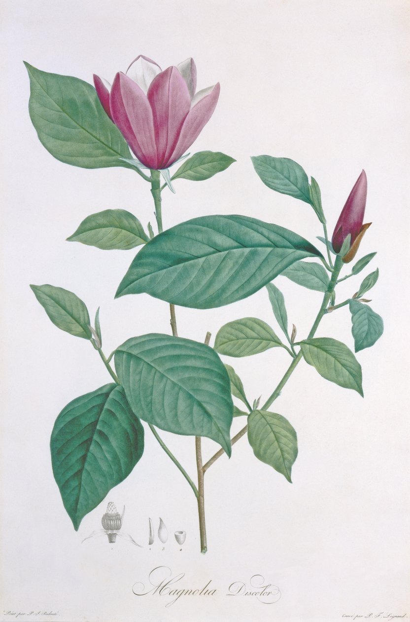 Magnolia discolor, gravert av Legrand av Pierre Joseph Redouté