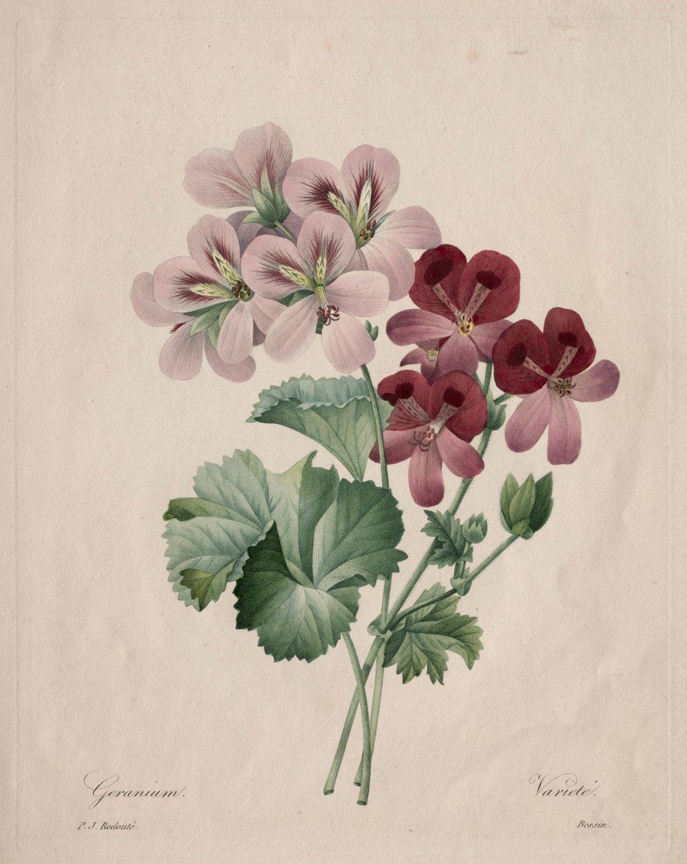 Geranium, 1827. av Pierre Joseph Redouté