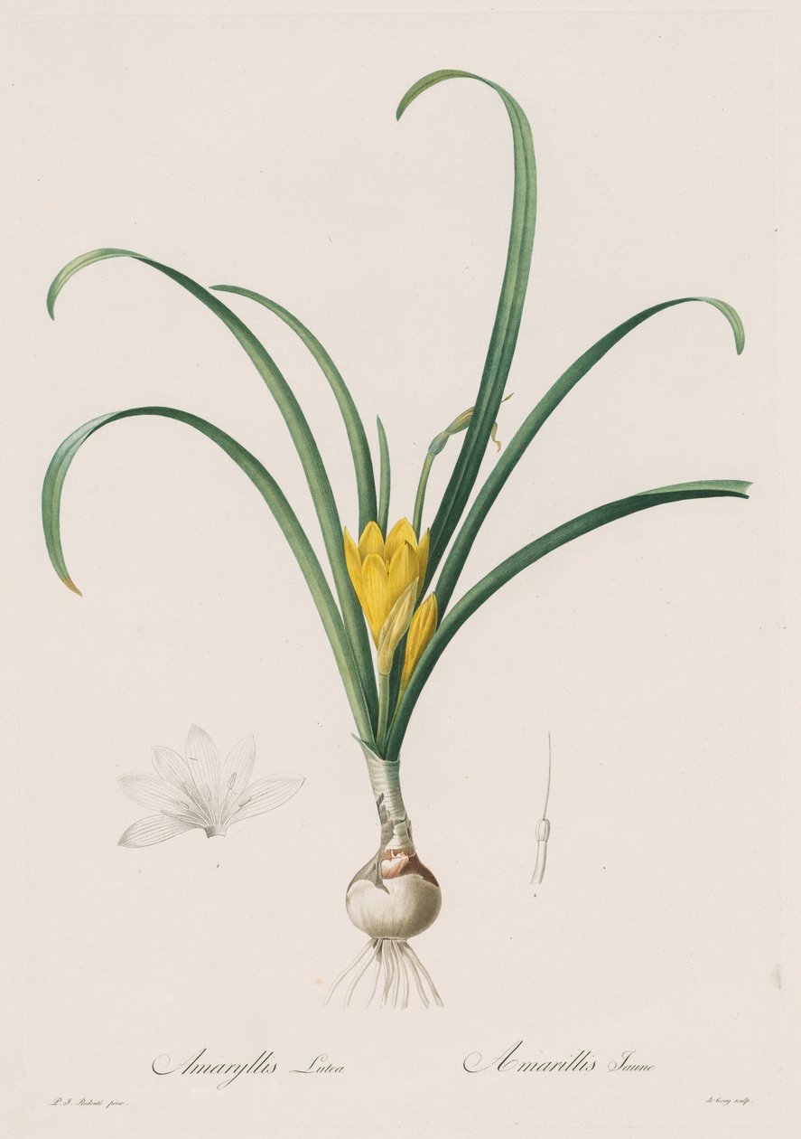 The Liliaceae: Amaryllis Lutes, 1802-1816. av Pierre Joseph Redouté