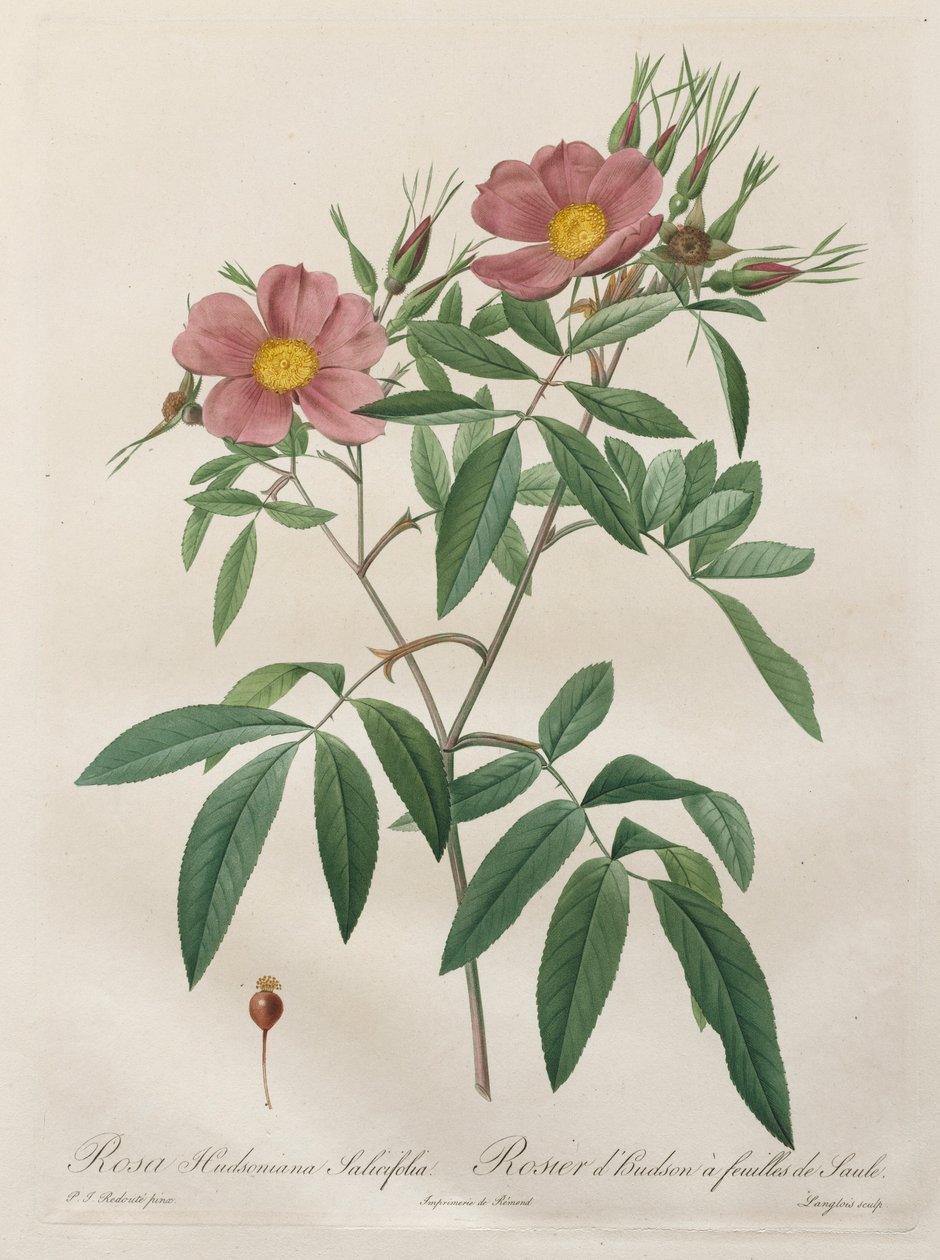 Rosene: Rosa Hudsoniana Salicifolia, 1817-1824. av Pierre Joseph Redouté