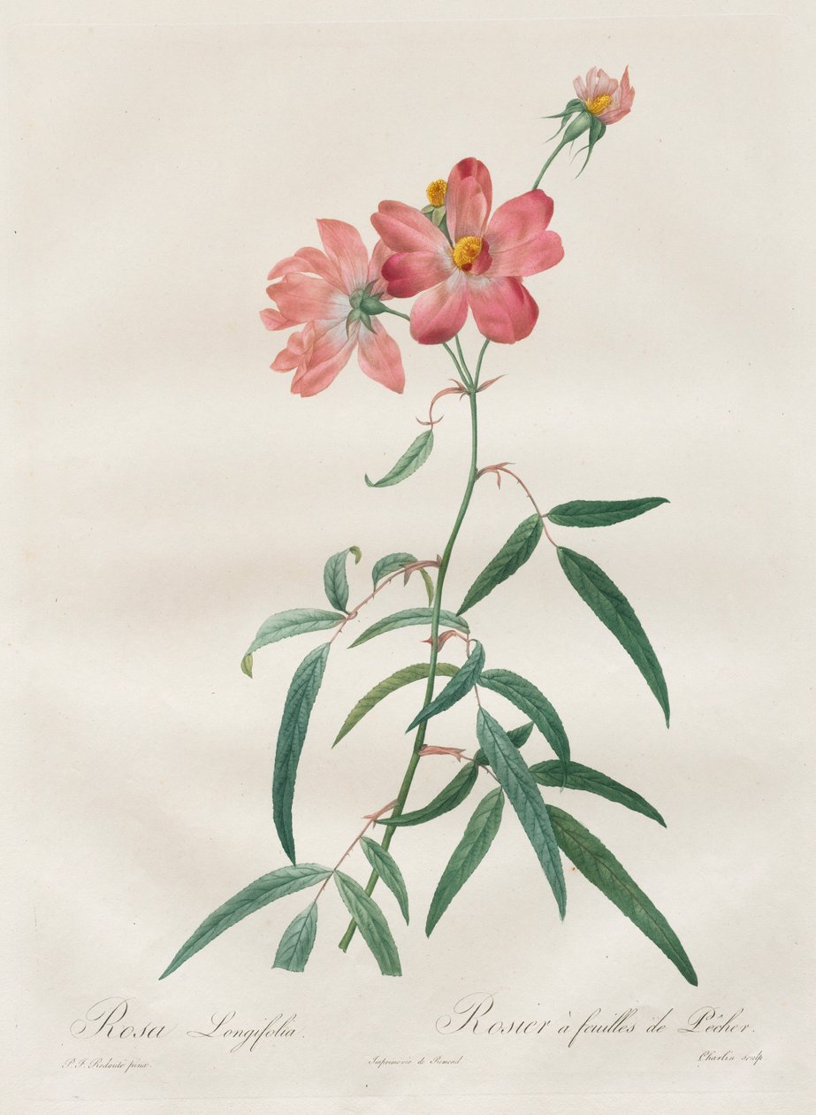 Rosene: Rosa Longifolia, 1817-1824. av Pierre Joseph Redouté