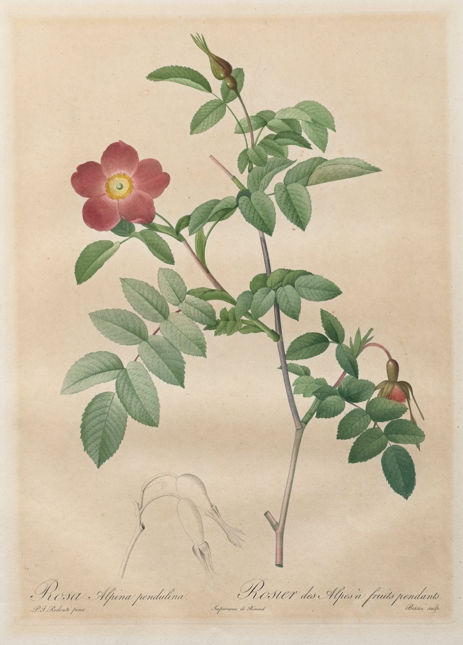 Les Roses: Rosa alpina pendulina, 1817-1824. av Pierre Joseph Redouté