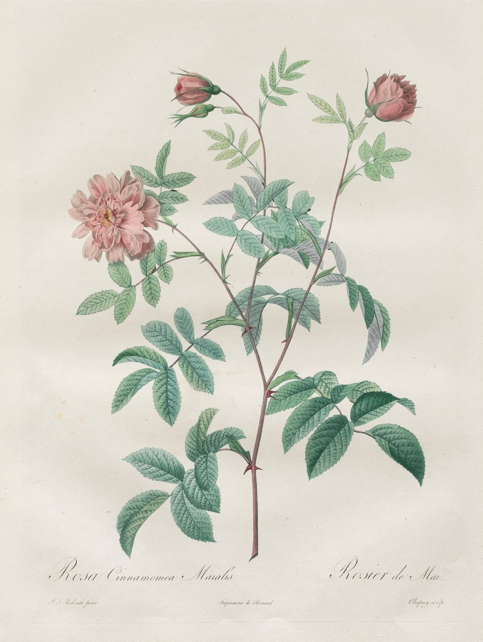 Les Roses: Rosa cinnamomea, 1817-1824. av Pierre Joseph Redouté