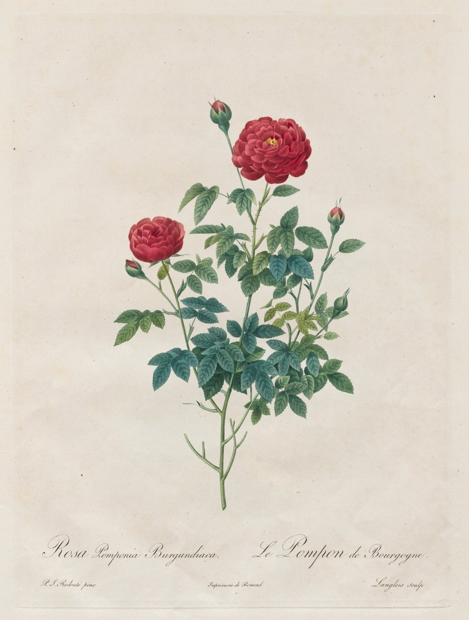 Rosa pompom, 1817-1824. av Pierre Joseph Redouté