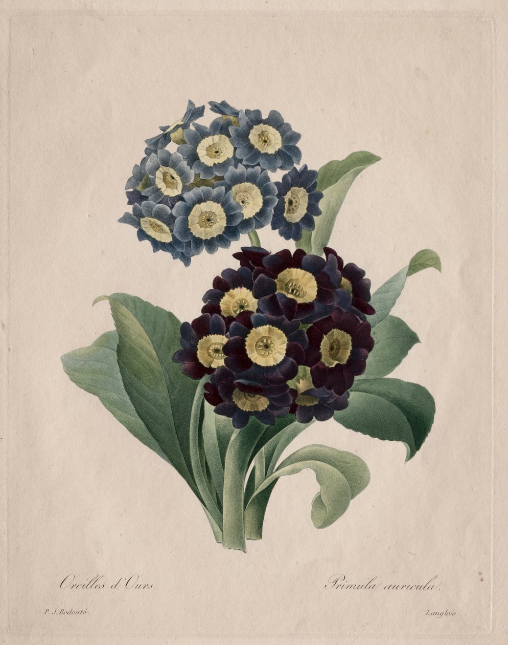 Primula auricula, 1827. av Pierre Joseph Redouté