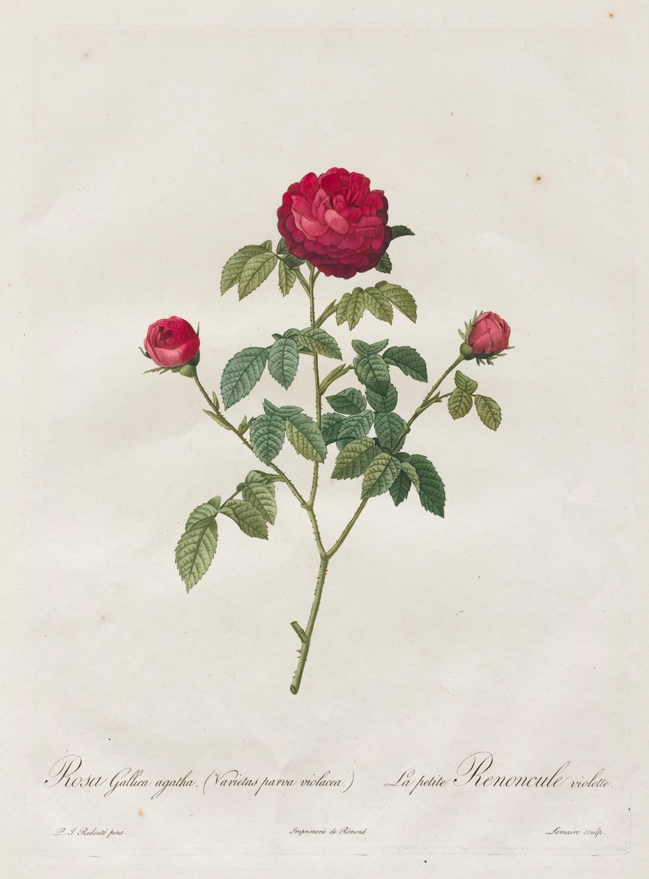 Provence eller fransk rose, 1817-1824. av Pierre Joseph Redouté