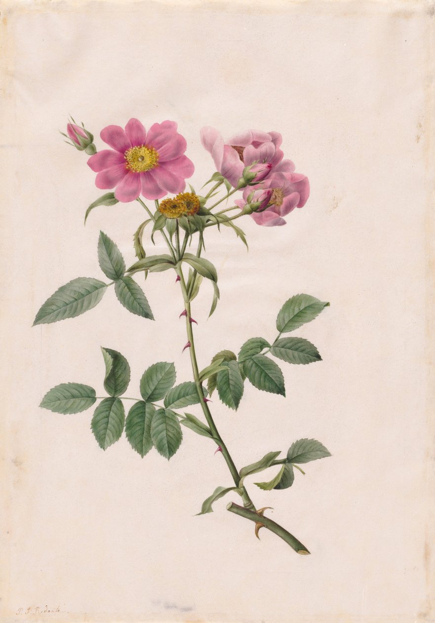 Rosa Monsonian Hill, 1817-1824. av Pierre Joseph Redouté