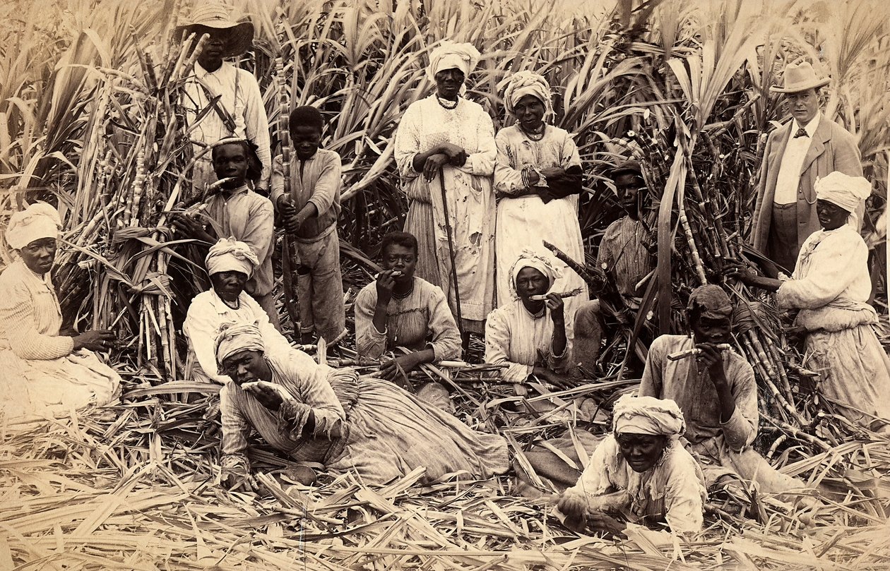 Sukkerrørkuttere, Jamaica av Henri S. Duperly