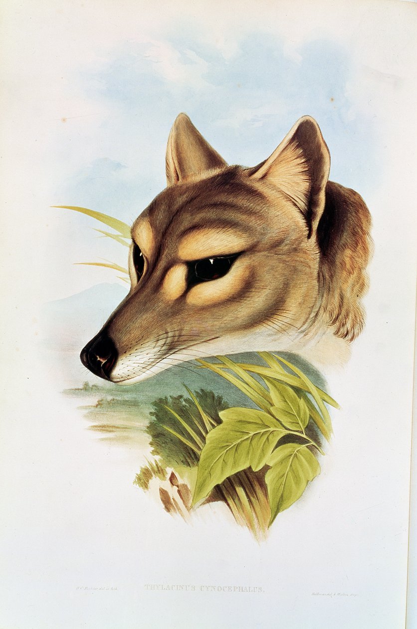 Tasmansk ulv eller tiger (thylacinus cynocephalus) av Henry Constantine Richter