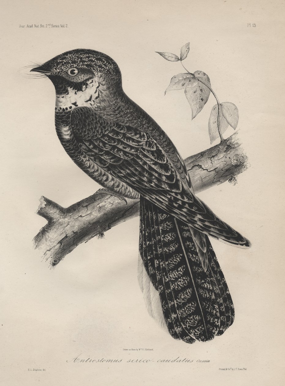 Antrostomus of the Silk-tailed, litho av J.T. Bowen, 1850 av Henry Louis Stephens