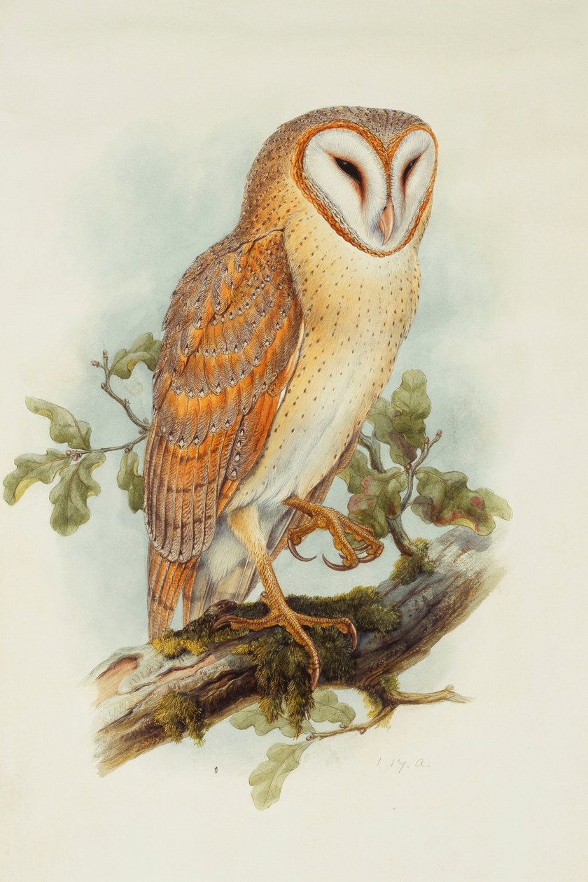 Låveugle, av Henry Constantine Richter