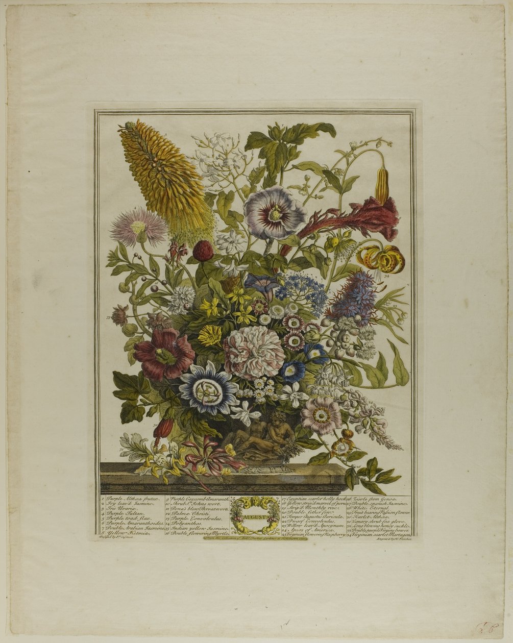 august, fra Twelve Months of Flowers av Henry Fletcher