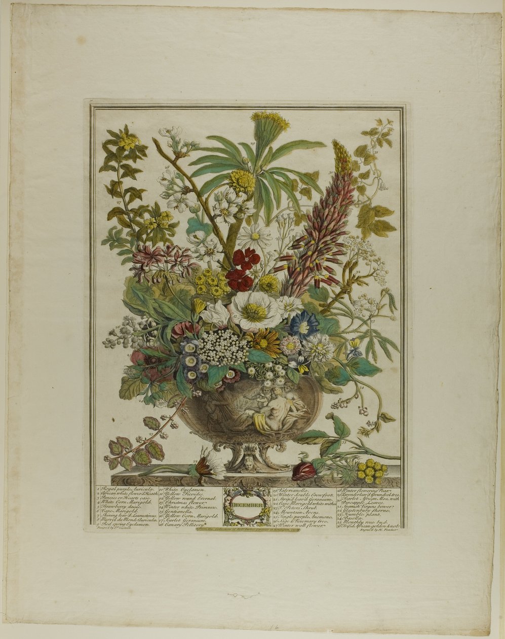 desember, fra Twelve Months of Flowers av Henry Fletcher