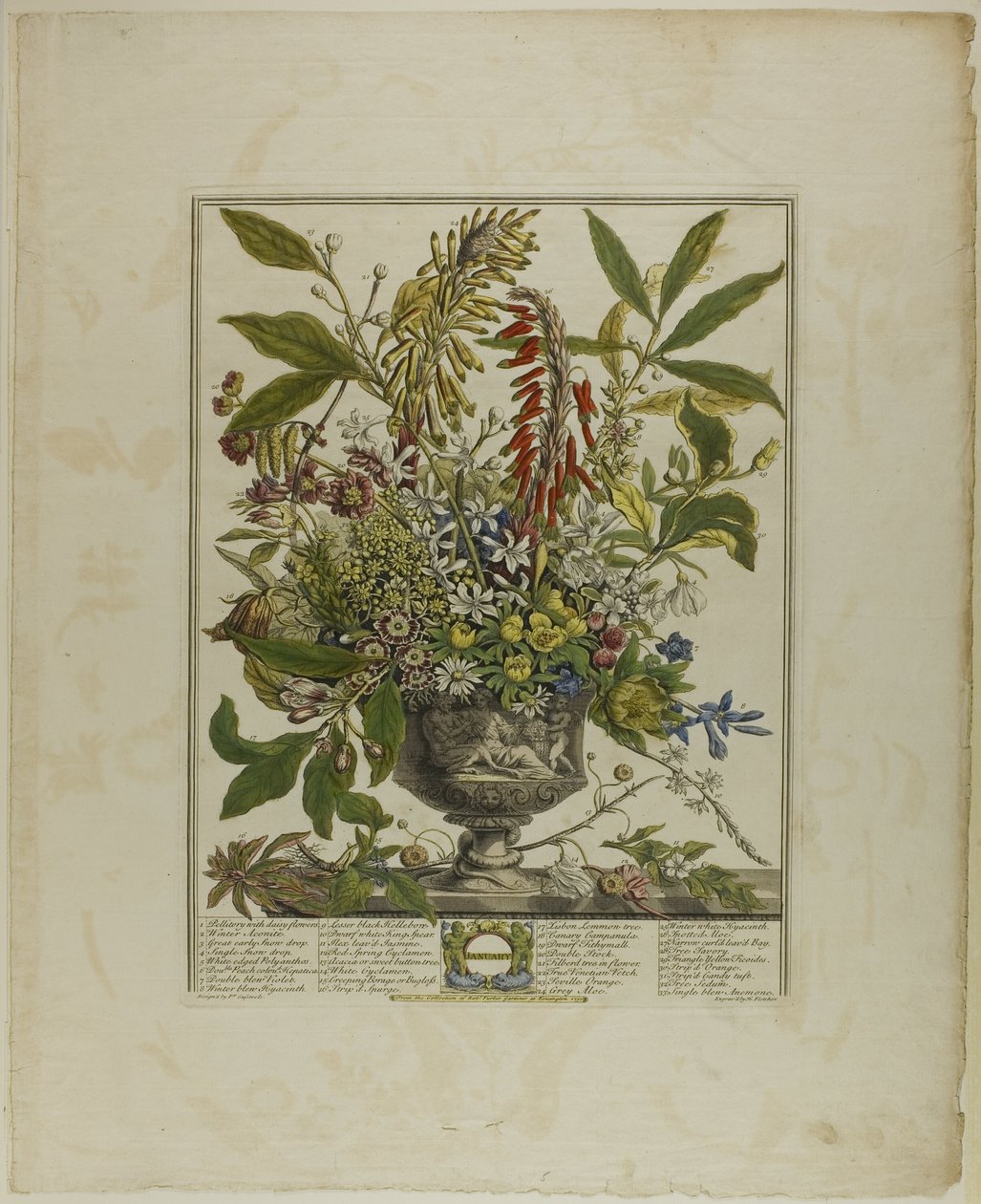 januar, fra Tolv måneder med blomster av Henry Fletcher