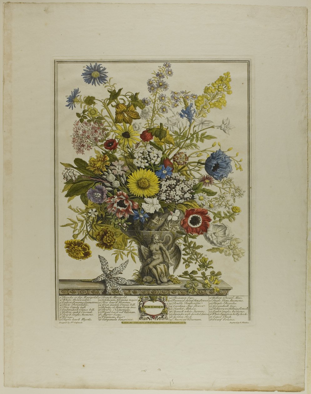 november, fra Twelve Months of Flowers av Henry Fletcher